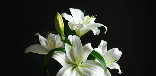 黑色和白色花搭配代表什么？花色搭配的含义是什么？
