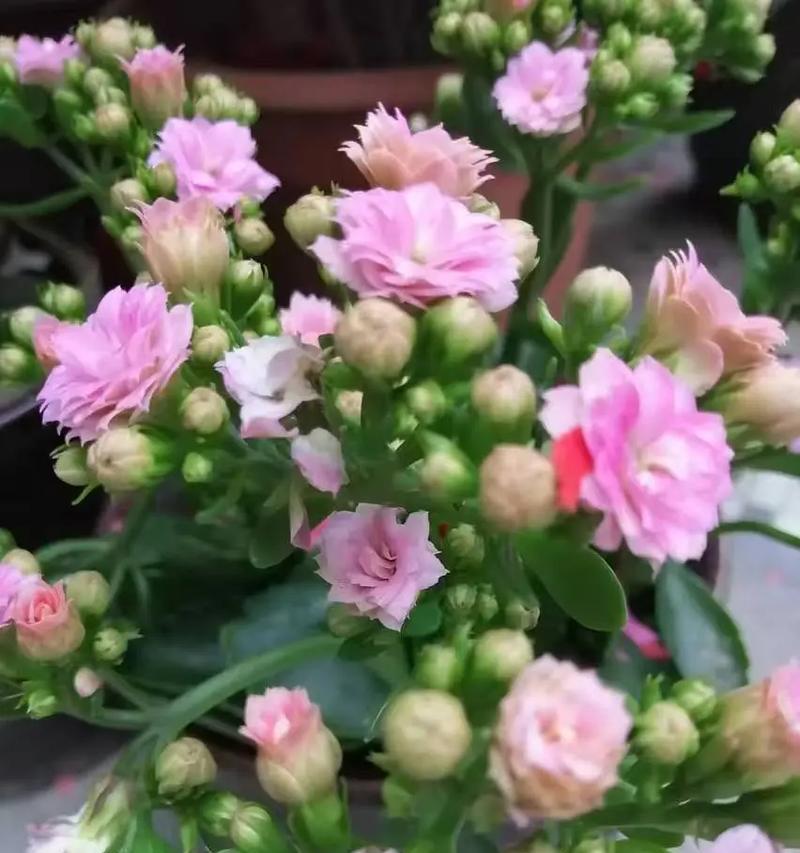 圣诞节送妈妈什么花？花的寓意是什么？