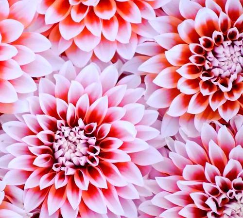 象征文化传统的花是什么？如何通过花来传承文化？