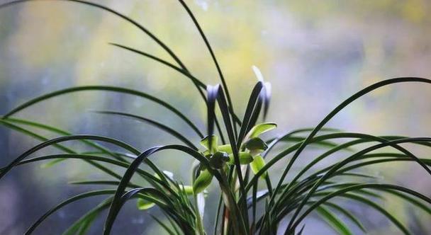 象征文化传统的花是什么？如何通过花来传承文化？