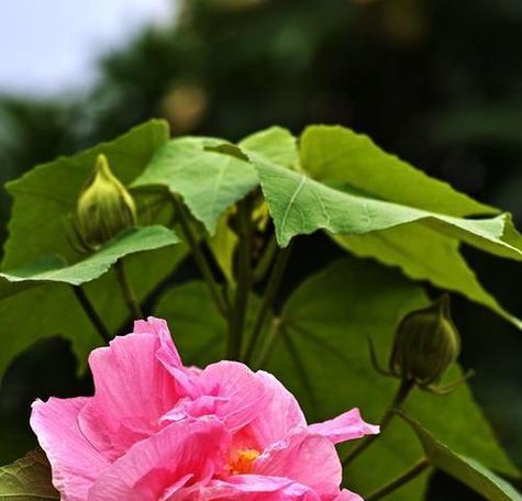 象征文化传统的花是什么？如何通过花来传承文化？