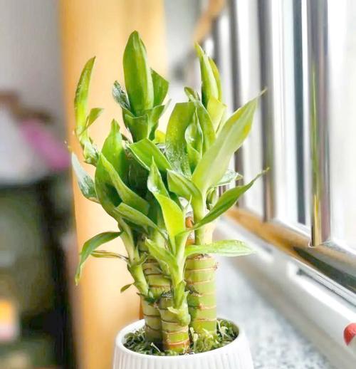 盘花富贵竹的寓意与花语是什么？