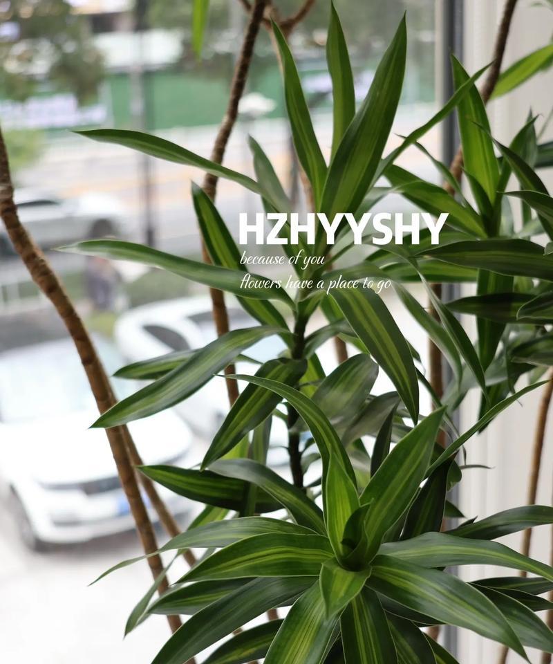 盘花富贵竹的寓意与花语是什么？
