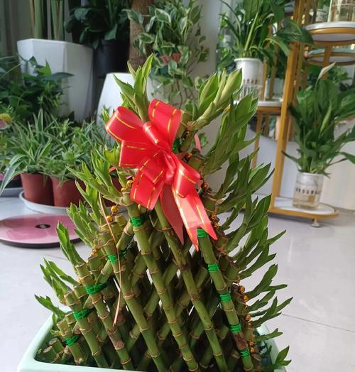 盘花富贵竹的寓意与花语是什么？