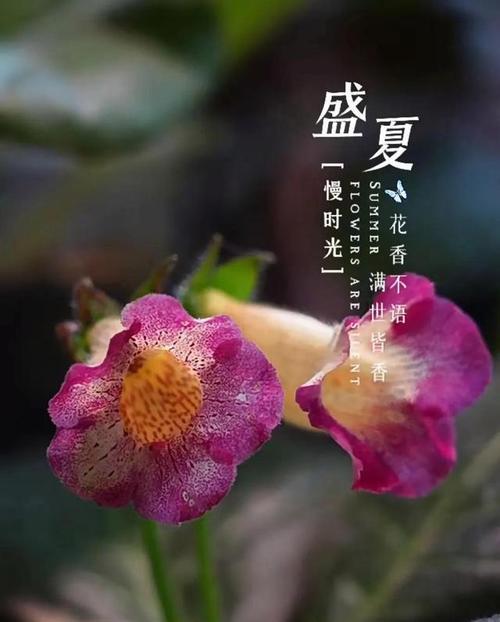 哪些花代表着友情和祝福？