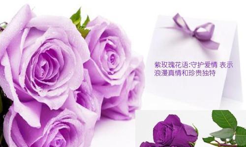 紫色花语可以定制吗？如何根据个人喜好定制花语？