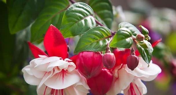 红色灯笼花有什么寓意？红色花在传统中代表什么？