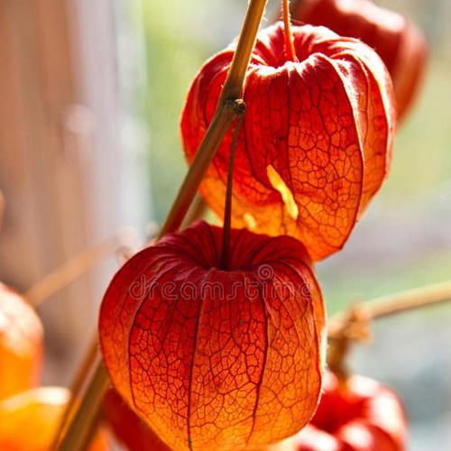 红色灯笼花有什么寓意？红色花在传统中代表什么？