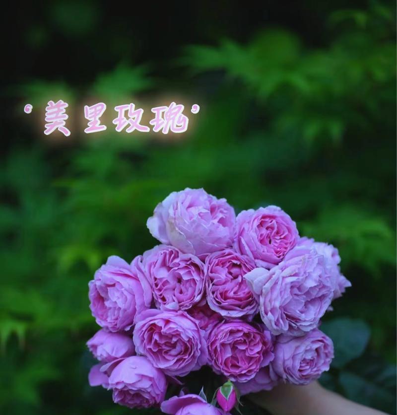 紫色玫瑰叶和花的寓意分别是什么？紫色玫瑰象征着什么？