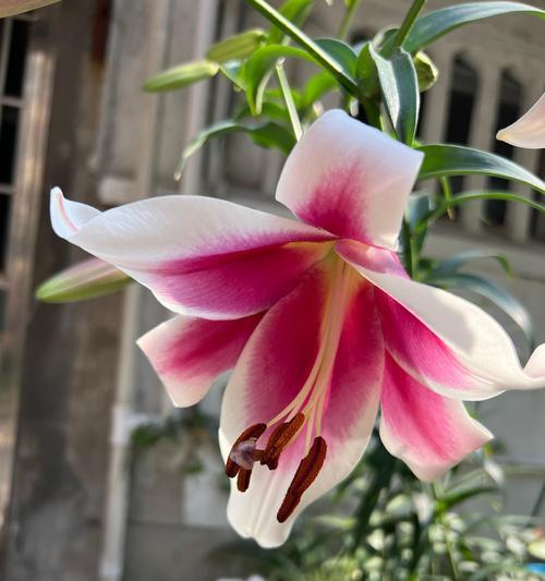 亦菲浪漫花语是什么意思？
