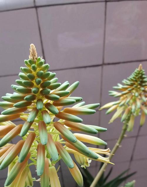 绀青色花语代表什么？