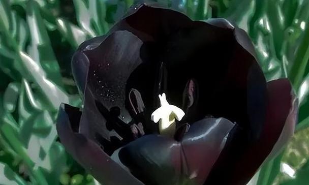 黑色百合花寓意着什么？