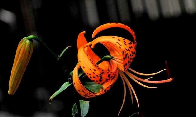 黑色百合花寓意着什么？