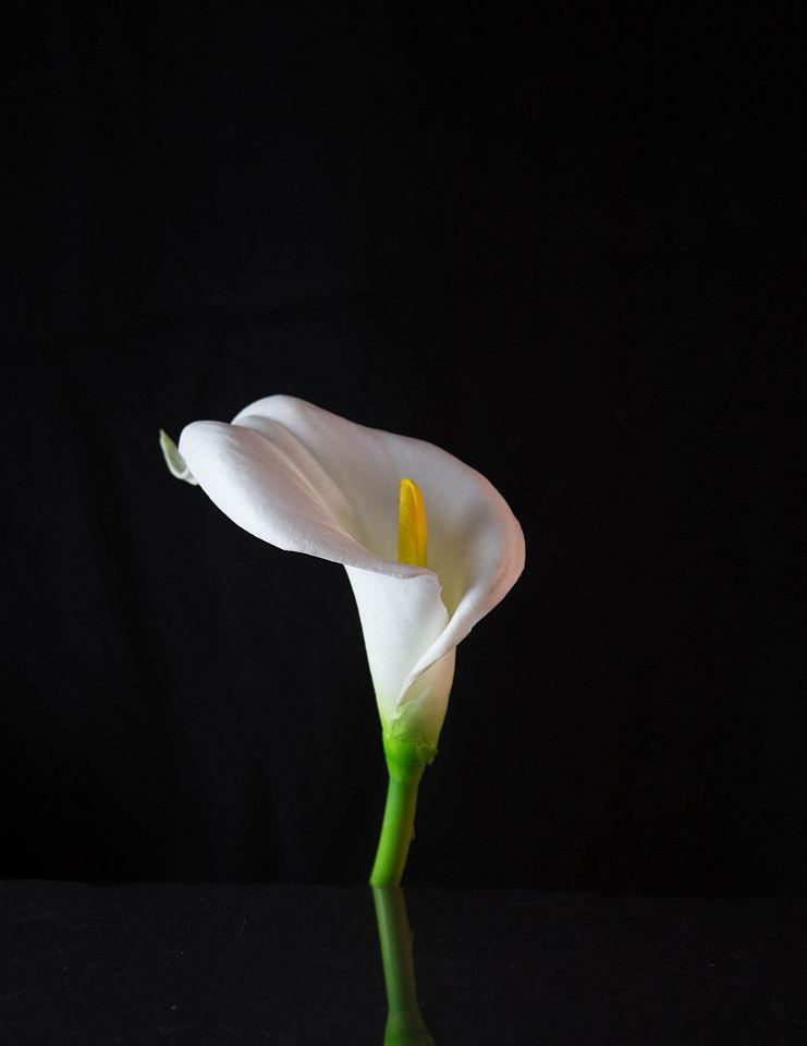 黑色百合花寓意着什么？