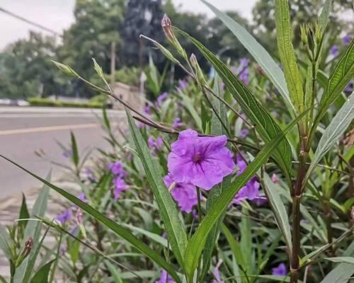 绿色小球菊的花语是什么？它们的寓意有何特别之处？