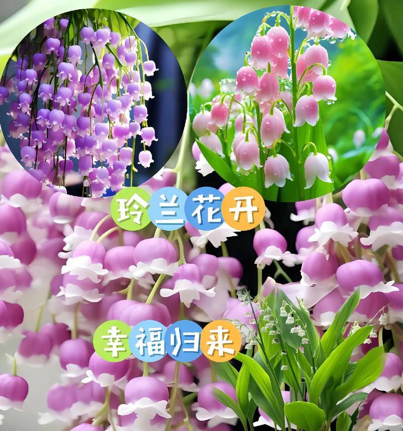 哪种花象征富贵幸福团圆？富贵幸福团圆的花语是什么？