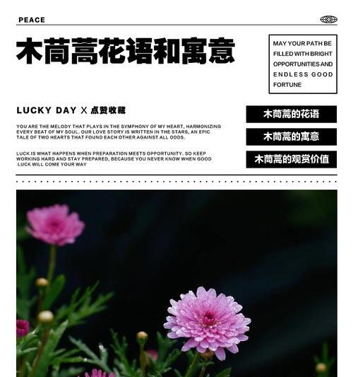 黑色永生花象征着什么？它的花语有哪些？