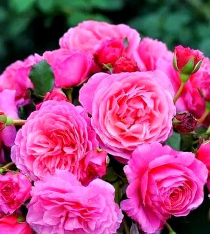 深粉色的花代表什么？深粉色花的寓意是什么？