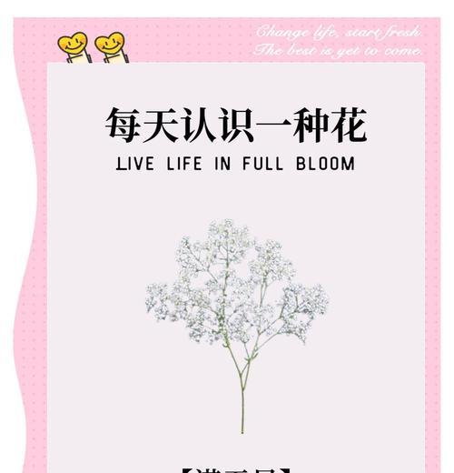 白色花的寓意是纯净和奉献吗？