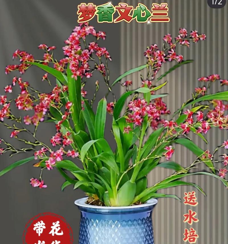 什么是象征健康平安的花？有哪些常见的选择？