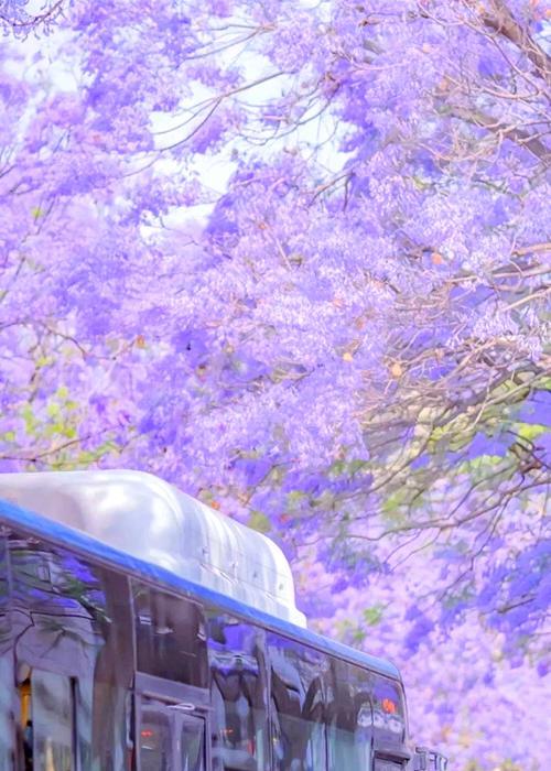 紫藤花象征着什么？紫藤花的文化寓意有哪些？