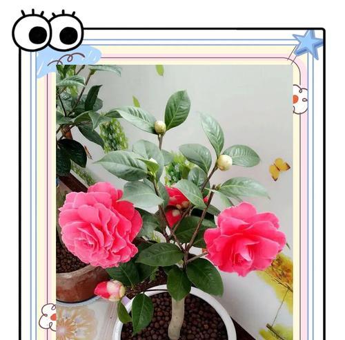 哪种花寓意吉祥？如何选择寓意吉祥的花卉？