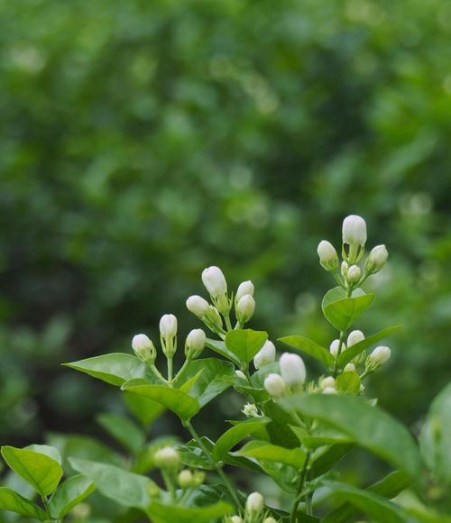 横州茉莉花节的文化意义是什么？