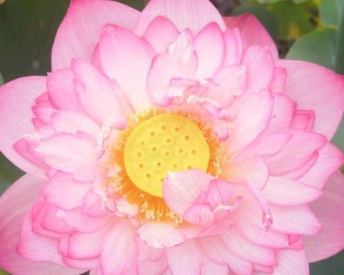 粤语中春节花的寓意是什么？