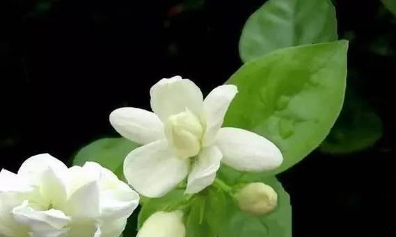 粤语中春节花的寓意是什么？