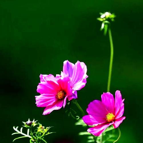 什么花象征美好幸福？如何用花表达幸福？