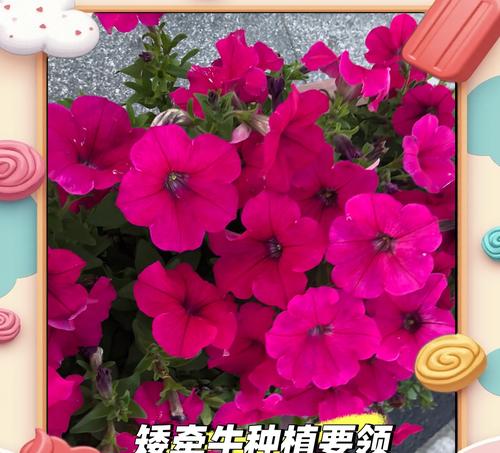 红色牵牛花的寓意是什么？牵牛花颜色与象征意义的关系？