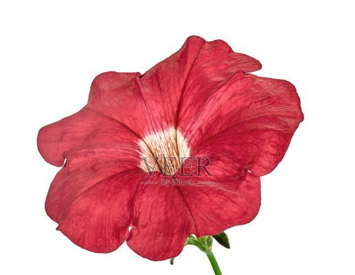红色牵牛花的寓意是什么？牵牛花颜色与象征意义的关系？