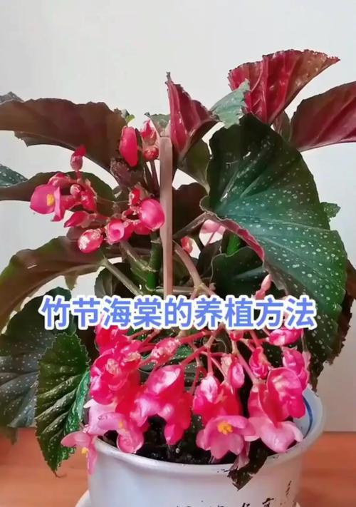 竹节与花的寓意是什么？它们象征着什么？
