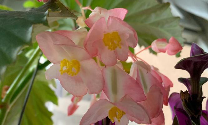 竹节与花的寓意是什么？它们象征着什么？