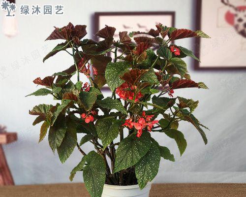 竹节与花的寓意是什么？它们象征着什么？