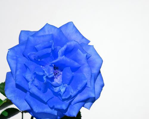 蓝色妖姬花代表什么？蓝色妖姬的寓意是什么？