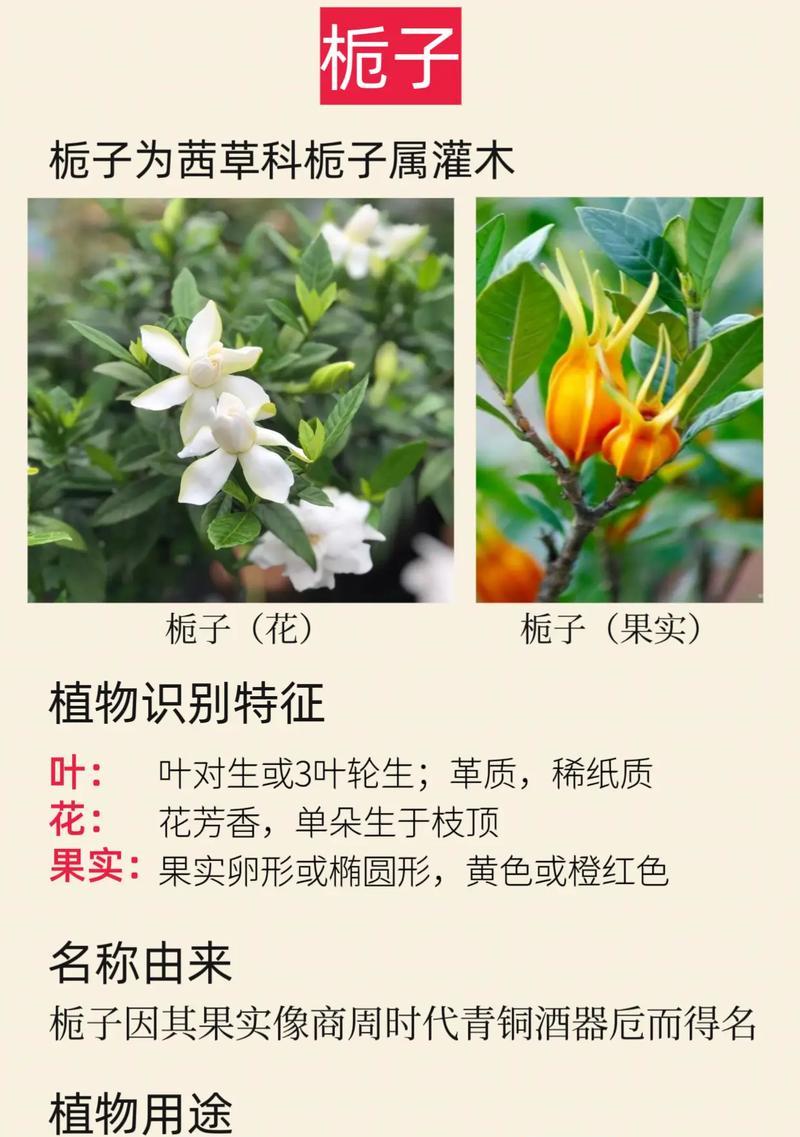 白色栀子花的含义有哪些？