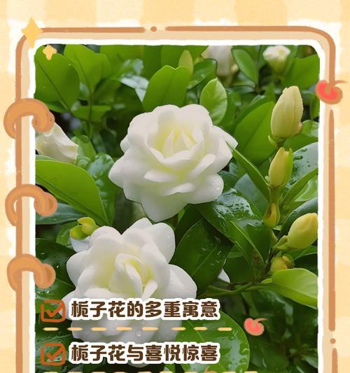 白色栀子花的含义有哪些？