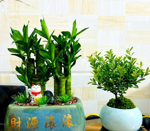 哪种花寓意家庭兴旺发达？