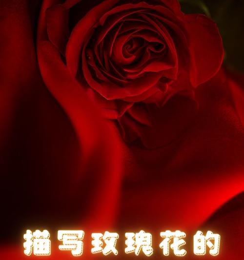 花真的代表爱情吗？花的寓意是否总是指爱情？