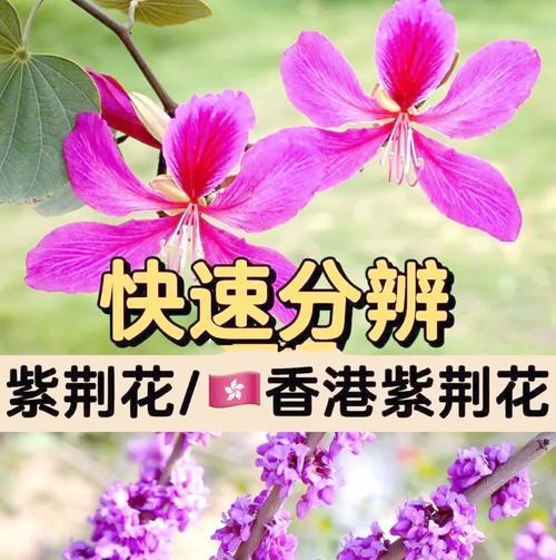 喷色花代表什么寓意？喷色花的含义有哪些？