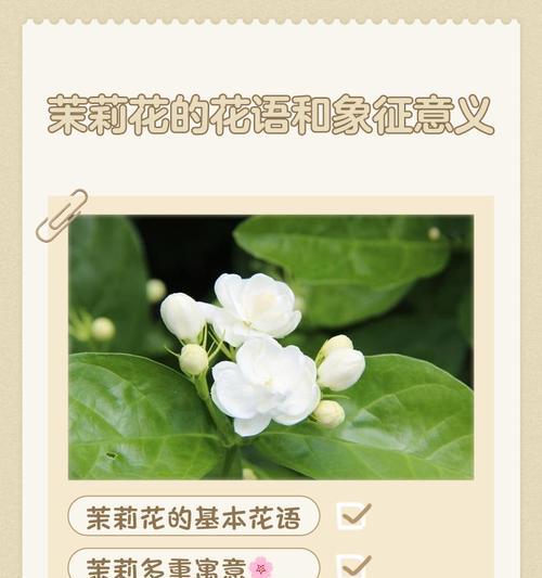 各色花分别代表什么含义？如何理解它们的象征意义？