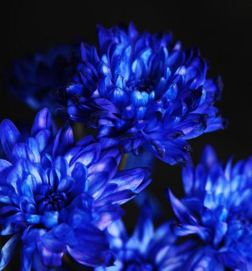 蓝色阴雨花有何寓意？阴雨花的象征意义是什么？