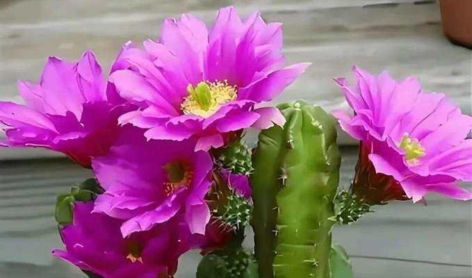 哪种花象征安全？平安花的寓意是什么？