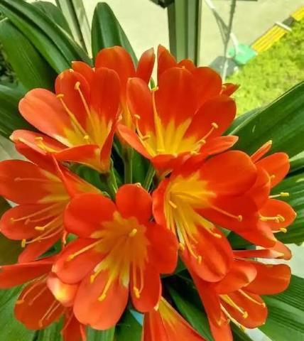哪种花象征安全？平安花的寓意是什么？