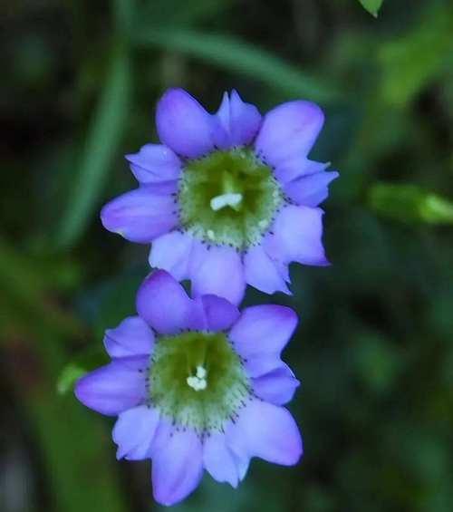 蓝色龙胆花的花语是什么？它有何特别含义？