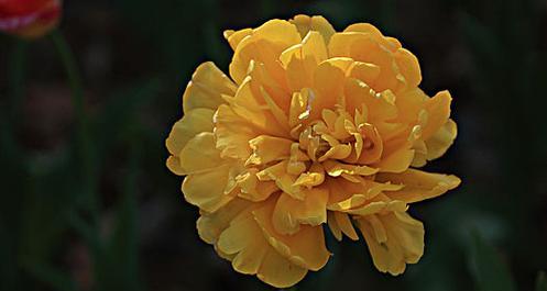 黄色绣球花象征什么？绣球花颜色的深层含义是什么？
