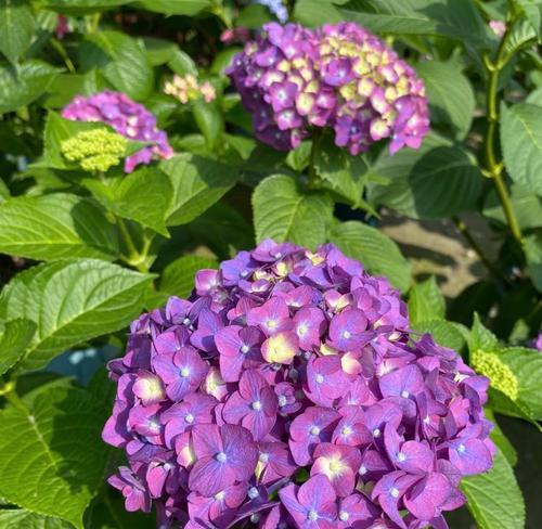 黄色绣球花象征什么？绣球花颜色的深层含义是什么？