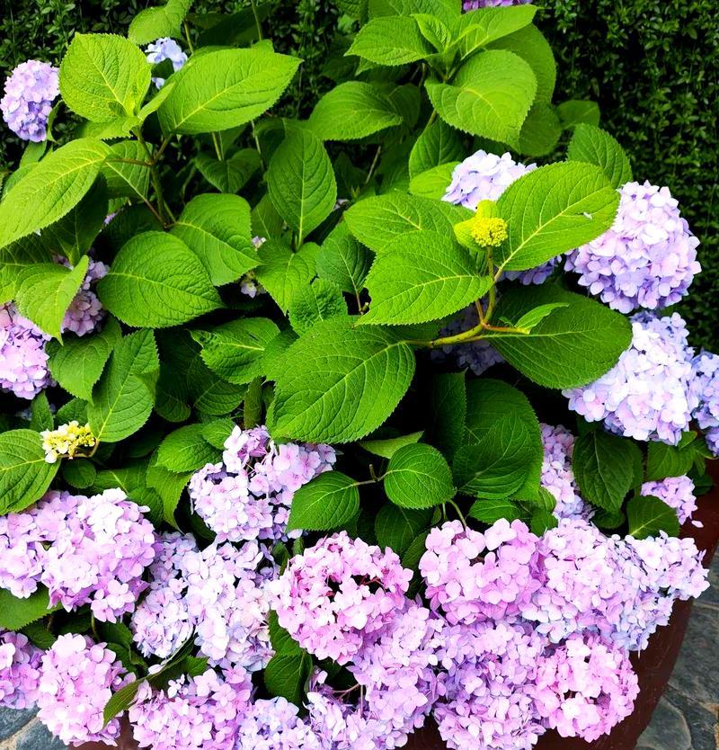 黄色绣球花象征什么？绣球花颜色的深层含义是什么？