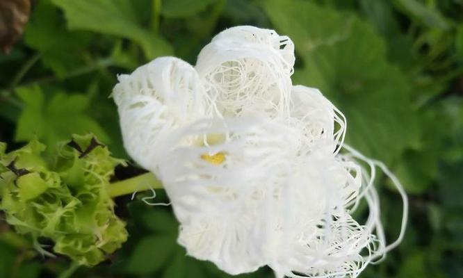 花语情丝富贵煲是什么？花语情丝富贵煲的寓意有哪些？